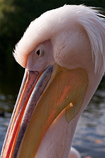istock Portrait of a Pelican 152996161
