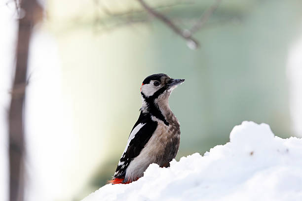 Great Spotted woodpecker on snowdrift Woodpecker on snowdrift looking ahead dendrocopos major great spotted woodpecker in the snow stock pictures, royalty-free photos & images