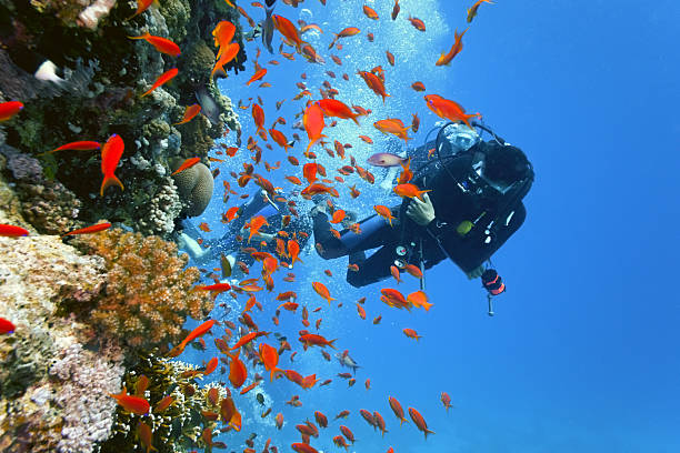 Divers on the coral reef stock photo