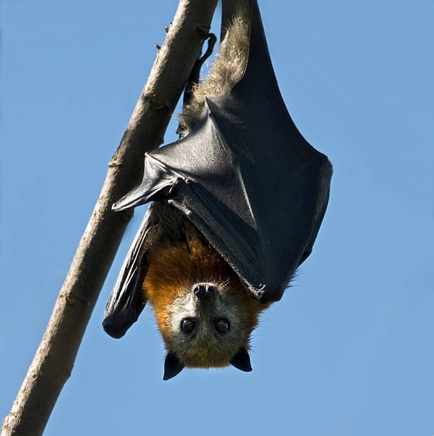 australian pipistrello della frutta - bat fruit bat mammal australia foto e immagini stock