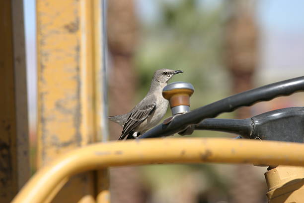 istock Bird on the steering wheel. 152996369