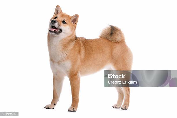 Shiba Inu Dog Stock Photo - Download Image Now - Shiba Inu, Horizontal, White Background