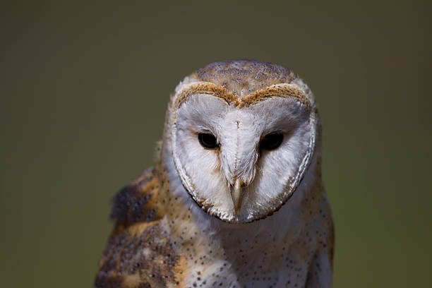 istock Barn Owl portrait 152996666