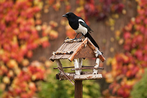 Autumn bird feeder Magpie on the bird feeder during autumn. bird feeder photos stock pictures, royalty-free photos & images