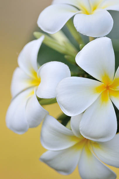 White Frangipani (Plumeria) flowers stock photo