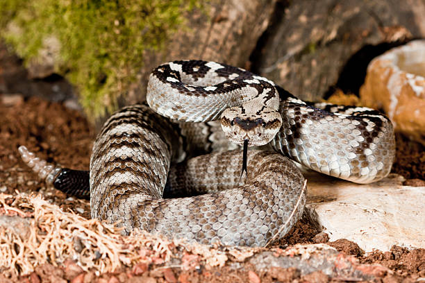 istock Northern Black-tailed Rattlesnake (Crotalus M. Molossus) 152997297