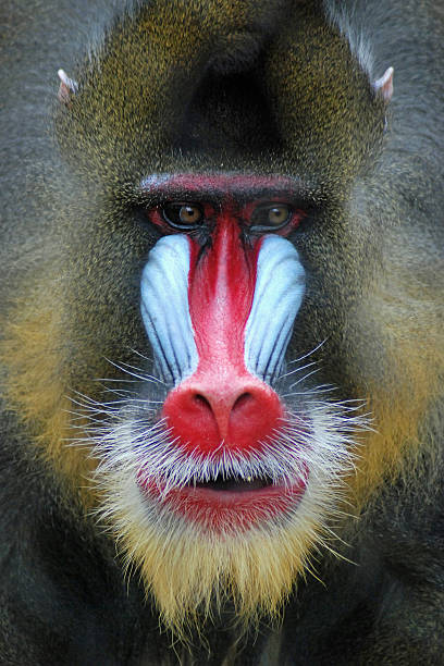 Mandrill Mandrill in Houston Zoo; Texas mandrill stock pictures, royalty-free photos & images