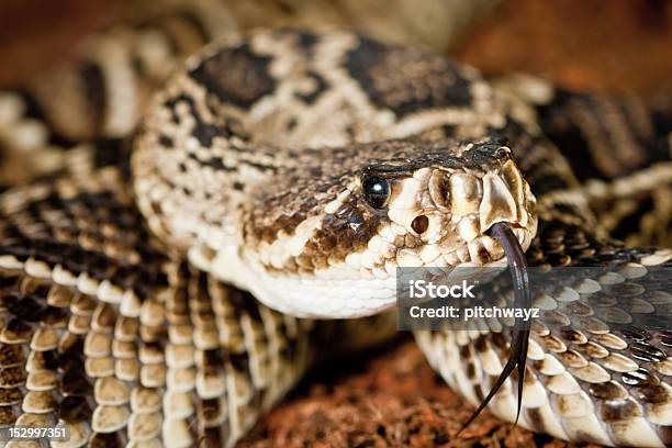 Cascaveldiamanteoriental Crotalus Adamanteus - Fotografias de stock e mais imagens de Agressão - Agressão, Animal, Cabeça de animal