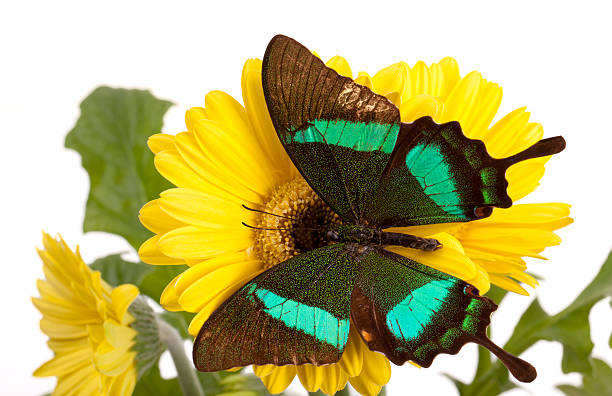 Emerald Swallowtail Butterfly Emerald Swallowtail Butterfly on a Yellow Daisy papilio palinurus stock pictures, royalty-free photos & images