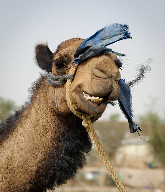 cammello felice - camel smiling israel animal foto e immagini stock