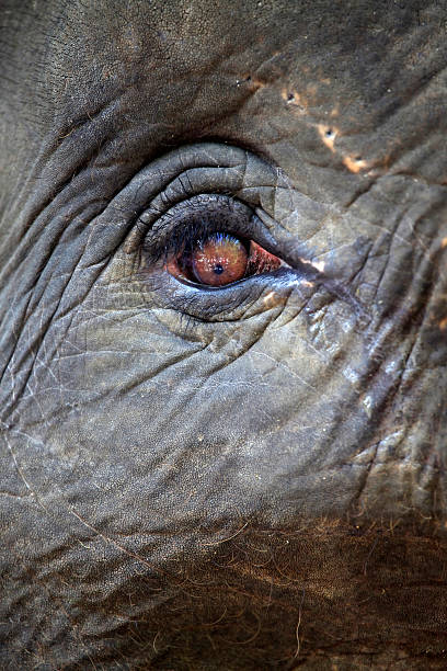 istock Eye of the elephant 152998387