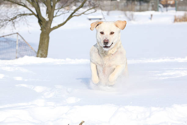 Labrador Retriever jumping in the snow