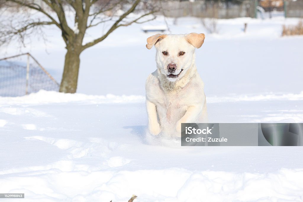 Labrador Retriever w zimie - Zbiór zdjęć royalty-free (Fajny)