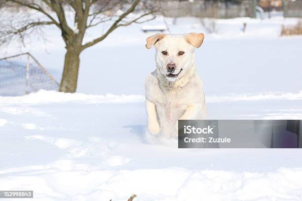 Labrador Retriever W Zimie - zdjęcia stockowe i więcej obrazów Fajny - Fajny, Pies, Zima