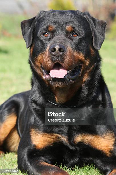 Laying Rottweiler Stock Photo - Download Image Now - Animal, Beauty, Black Color