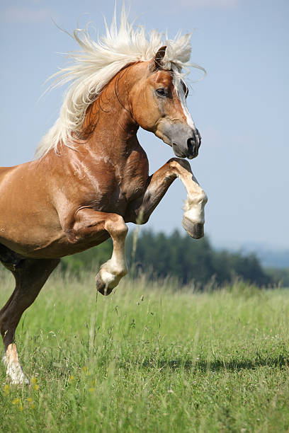 Brown Haflinger stallion jumping in a grassy field stock photo