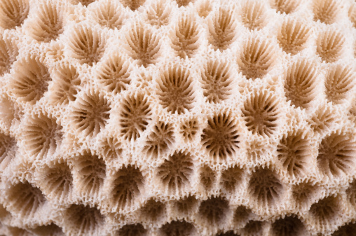 Macro closeup of the surface of a round coral