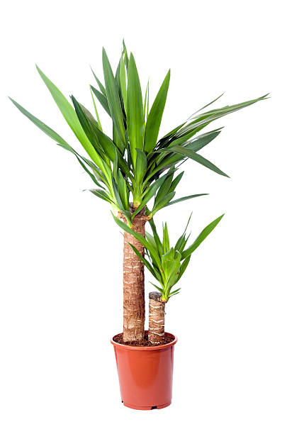 Yucca, house plant in a pot