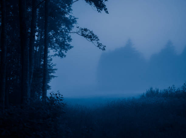 istock Enigmatic Whispers: Moody Summer Forest Scenery Shrouded in Fog 1529996323
