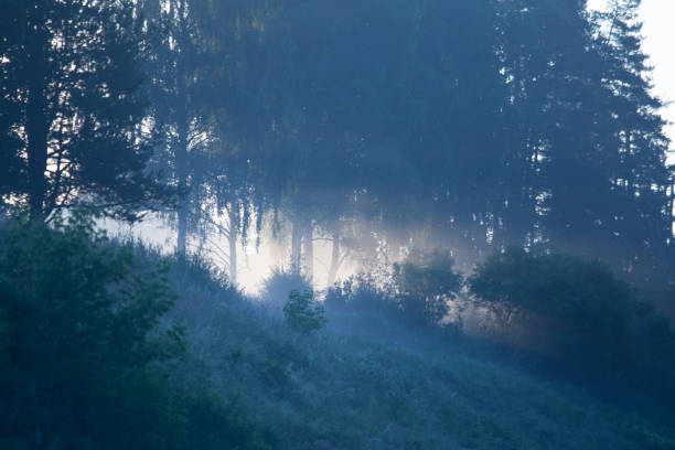 A muted sun shines through dense fog, creating a soft, diffused glow over the dark silhouettes of bare and leafy trees. The hazy atmosphere adds depth and a quiet, introspective mood to the scene. The overall impression is calm, subdued, and atmospheric.