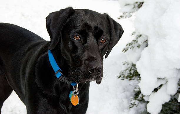 Black Labrador Retriever In The Snow