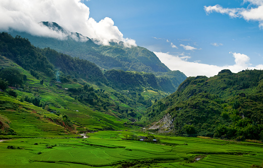 Terrace rice fields in the valley of Sapa, Vietnam