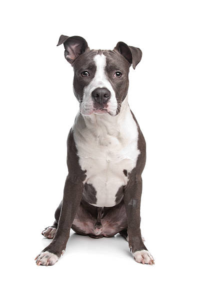 istock American Staffordshire Terrier puppy 153000201