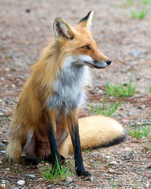 istock portait of a Fox 153000744