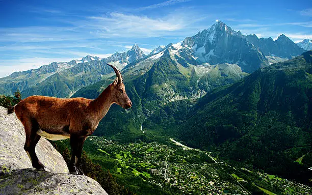an ibex in front of the Mont Blanc