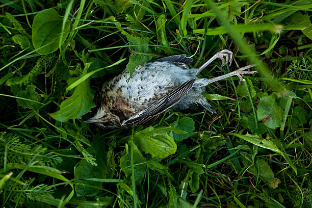 Dead bird stock photo