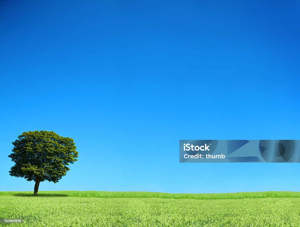 lonely tree - Foto de stock de Agricultura libre de derechos