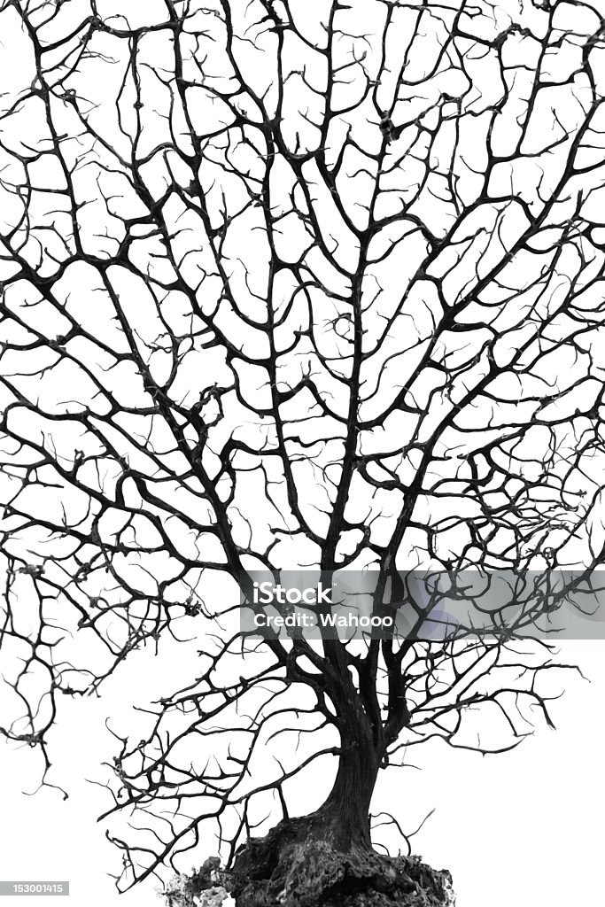 Dead árvore - Foto de stock de Antigo royalty-free