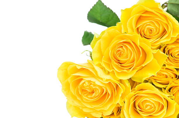 istock Bouquet of fresh yellow roses 153001626