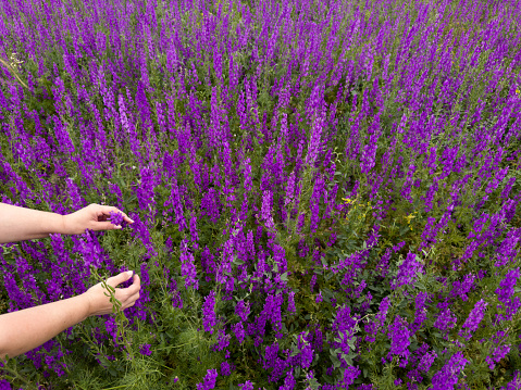 lavender flowers in the hand