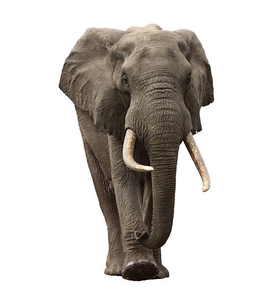 éléphant s'approcher - sapprocher photos et images de collection