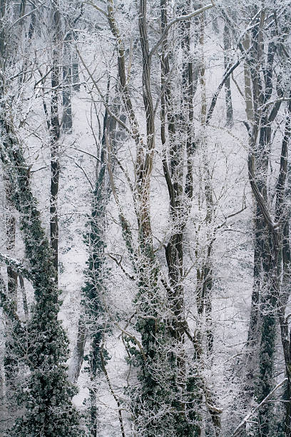 Floresta em de dezembro de - foto de acervo