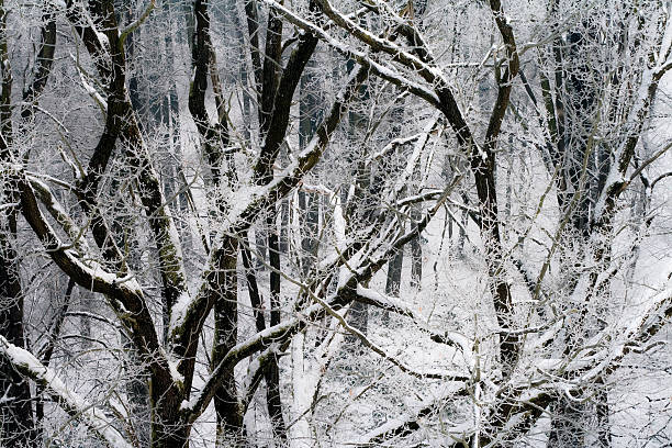 Galhos cobertos de neve - foto de acervo