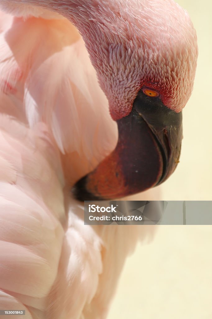 Flamingo Flamingo Beautiful pink bird from florida closeup Animal Neck Stock Photo