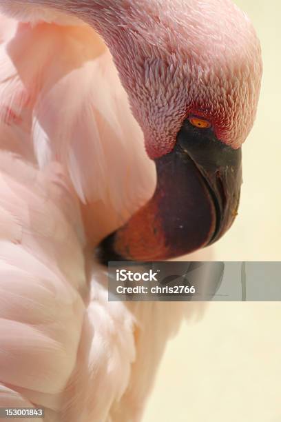 Flamingo Stock Photo - Download Image Now - Animal Neck, Animal Wildlife, Beauty In Nature
