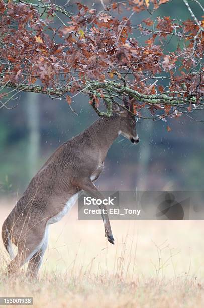 Whitetailed Deer Buck Rut Behavior Stock Photo - Download Image Now - Stag, Antler, Deer