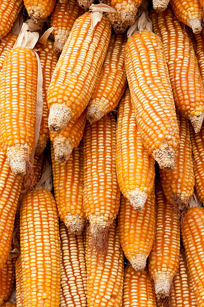 dry corn stock photo