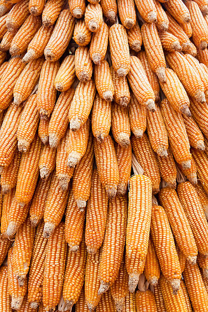 dry corn stock photo