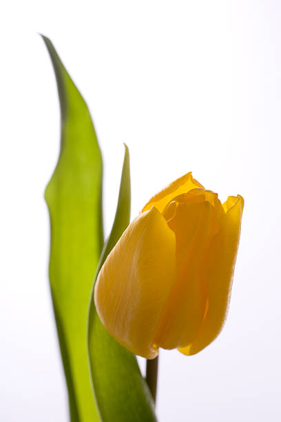 tulipano giallo - foto stock