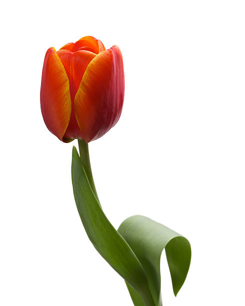 single red tulip isolated on white stock photo