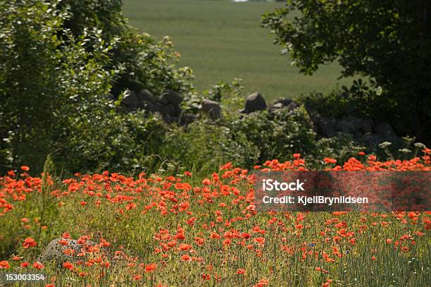 Poppy Field Stock Photo - Download Image Now - Blue, Bud, Color Image