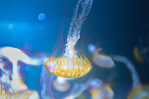 This photograph captures the serene beauty of an underwater world within the glass walls of Enoshima Aquarium in Kanagawa, Japan. A solitary jellyfish, illuminated by soft blue lighting, gracefully swims through the water. Its translucent body exudes an otherworldly glow, creating mesmerizing patterns as it glides through the clear liquid. The surrounding water reflects the gentle sway of the creature, producing a sense of tranquility. This captivating image offers a glimpse into the mysterious and captivating realm of the jellyfish, showcasing their graceful nature and ethereal presence.