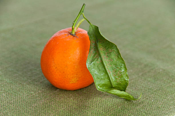 Single ripe orange on green napkin stock photo