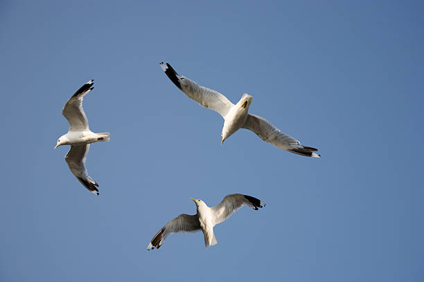 Tres mar gulls - foto de stock