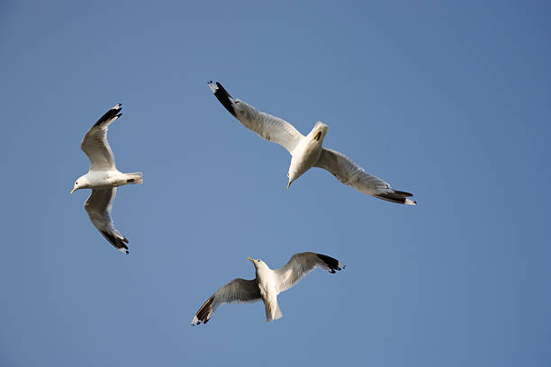 Tre mare gulls - foto stock