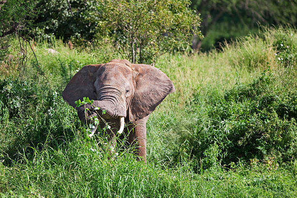istock African elephant in the Tarangire National Park 153003648